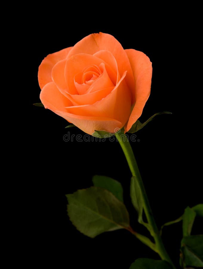Hoa hồng cam đơn - tinh khiết và đơn giản, nhưng vẫn tinh tế và đầy ý nghĩa, những bông hoa này sẽ khiến cho ai nhìn thấy chúng đều phải ngạc nhiên và cảm động. Hãy cùng đón nhận sự đẹp đẽ của chúng bằng cách tìm hiểu thêm về hình ảnh liên quan đến chúng.