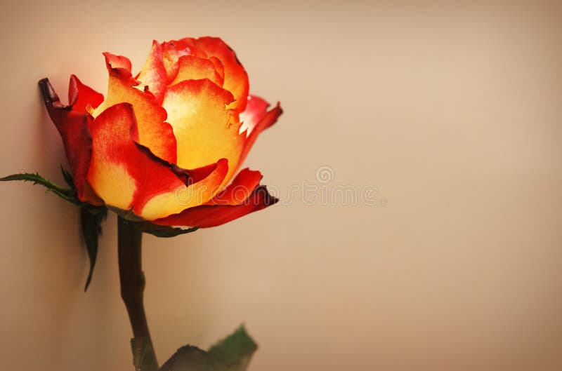 Single orange rose