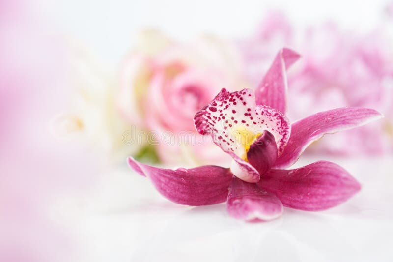 Single orchid flower on floral background