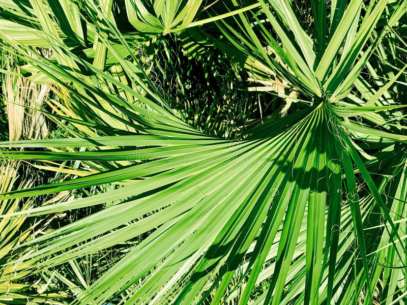 Single palm frond stock photo. Image of hardwood, tropical - 105973232