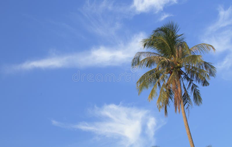 Single palm tree stock image. Image of bush, dates, blue - 23034745