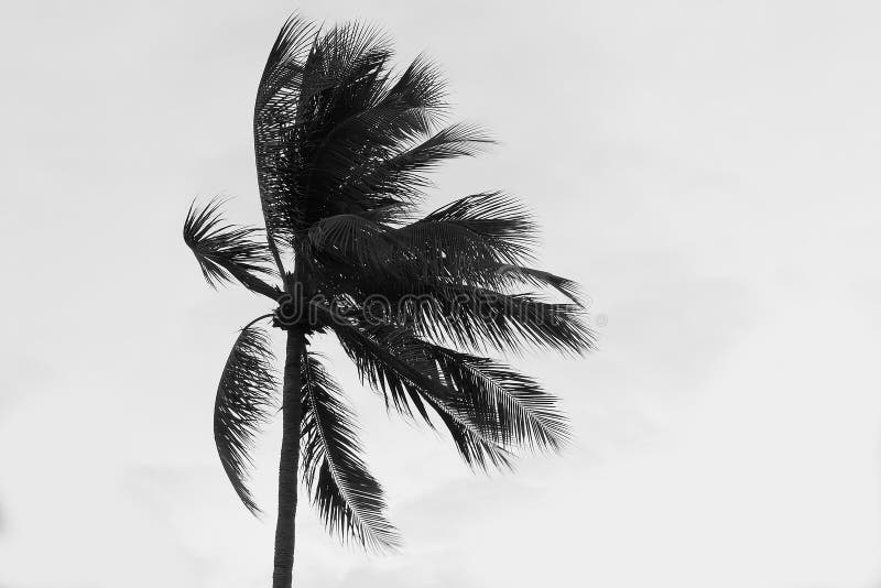 A Single Palm Tree Pulled by Gusty Wind on a Tropical Beach with Stock ...