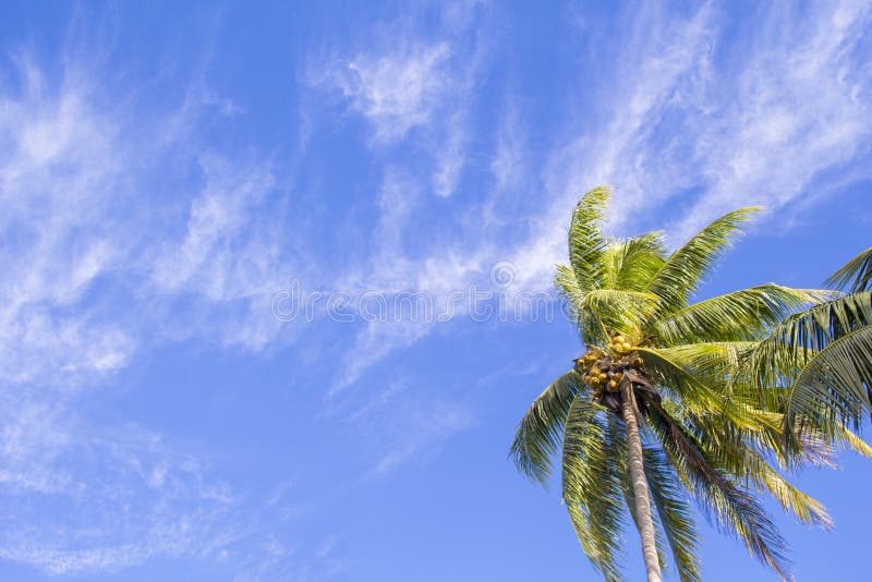 Single Palm Tree on Tropical Island. Bright Blue Sky Background. Stock ...