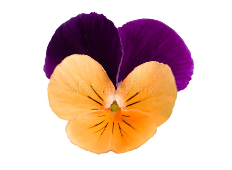 Single pansy