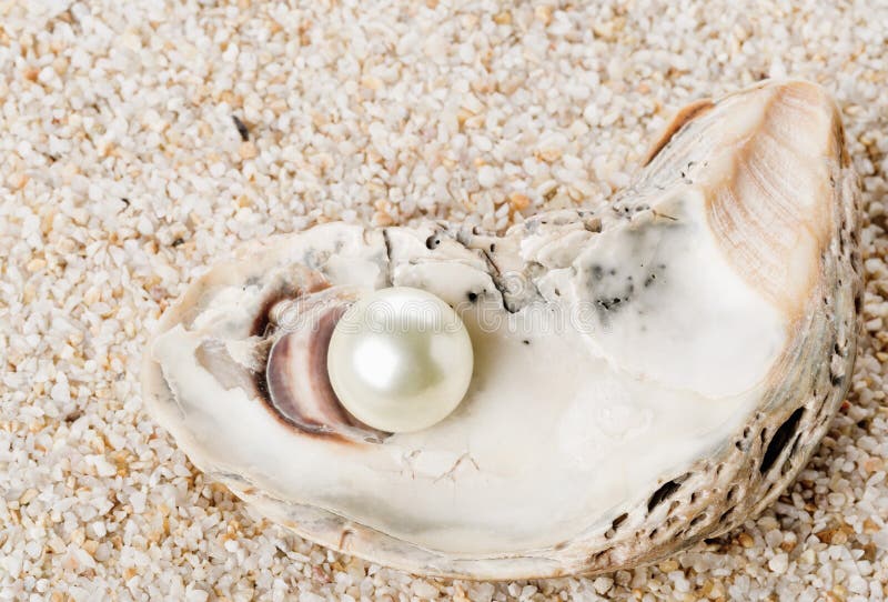 Sea shell with pearl stock image. Image of creature, pearl - 14422059