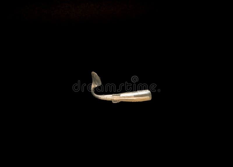 White Curl Grub Stock Photos - Free & Royalty-Free Stock Photos from  Dreamstime