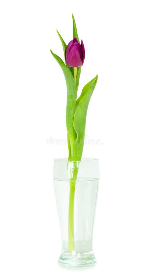 Single Perfect Pink Cut Tulip in a Glass Vase Stock Image - Image of ...