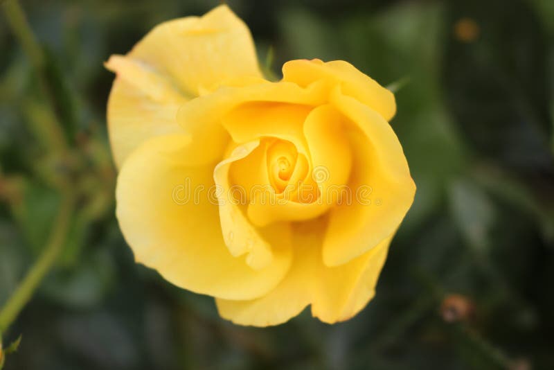 A Single Perfect Yellow Rose. Stock Image - Image of background, full ...