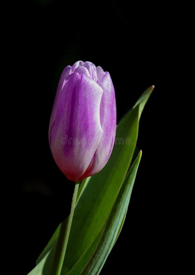 Un unico pezzo di tulipano con foglia.