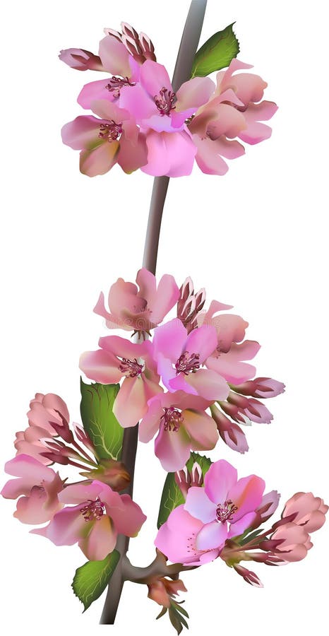 Single pink apple blossom branch on white stock illustration