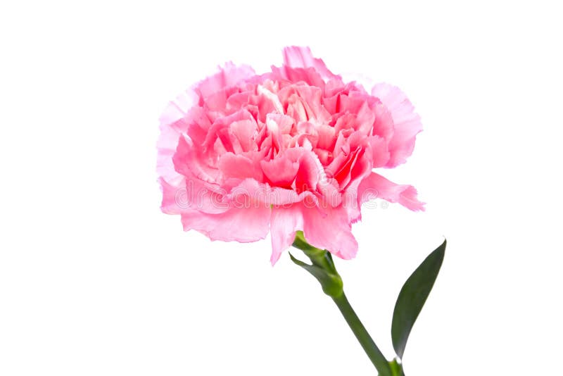 Single pink Carnation stock image. Image of leaf, image 105431917