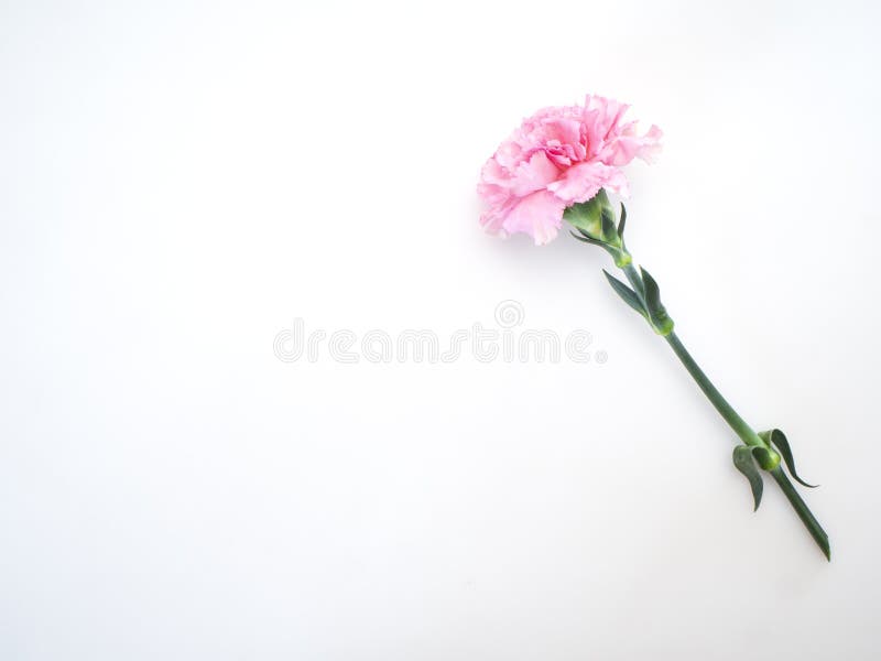 Single Pink Carnations Flower On White Stock Image Image Of Birthday