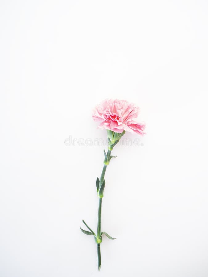 Single Pink Carnations Flower On White Stock Photo Image Of Flower