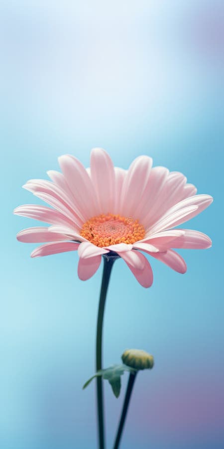 Minimalist Daisy Mobile Wallpaper For Refined And Sony Xbr-x800h royalty free stock image