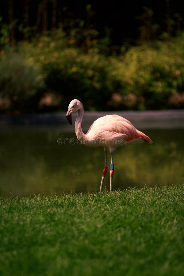 Single pink flamingo stock photo. Image of feather, animal 107016620