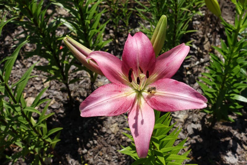 Single Pink Flower of True Lily in June Stock Photo Image of lilia