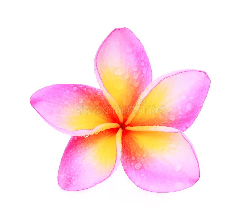 Pink Frangipani or Plumeria Tropical Flowers Isolated on White Stock ...