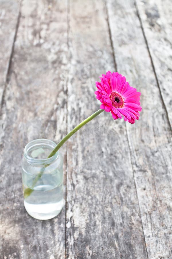 Single Pink Gerbera Flower in the Clear Glass Jar Stock Photo Image