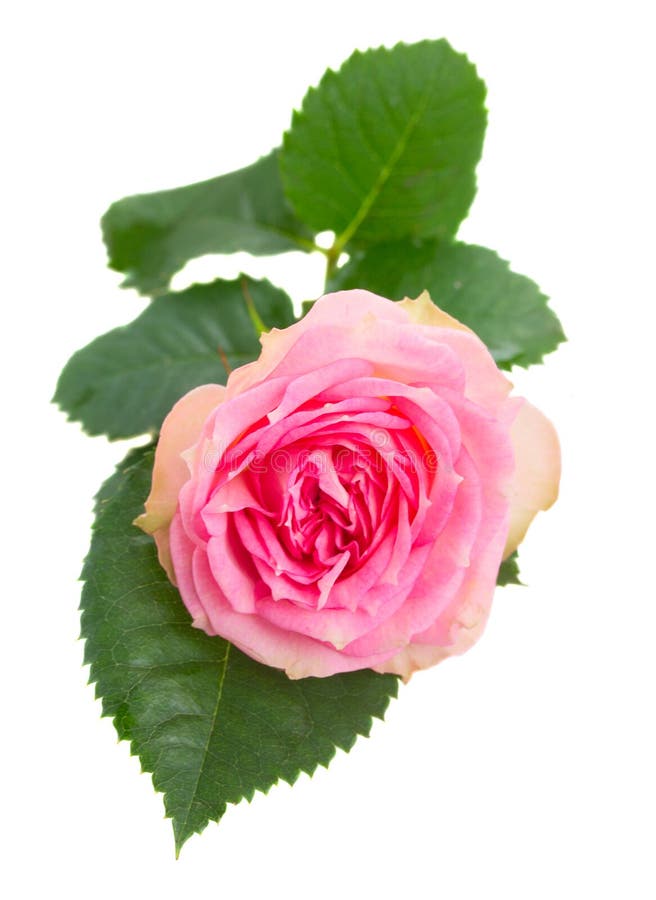 53,098 Single Pink Rose Stock Photos - Free & Royalty-Free Stock Photos ...