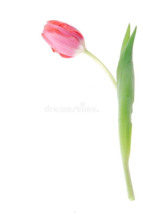 Single pink tulip