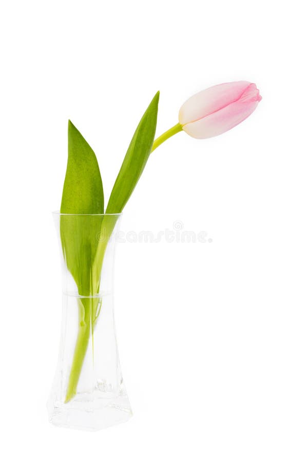 Single Pink Tulip in Vase Isolated Over White Stock Image - Image of ...