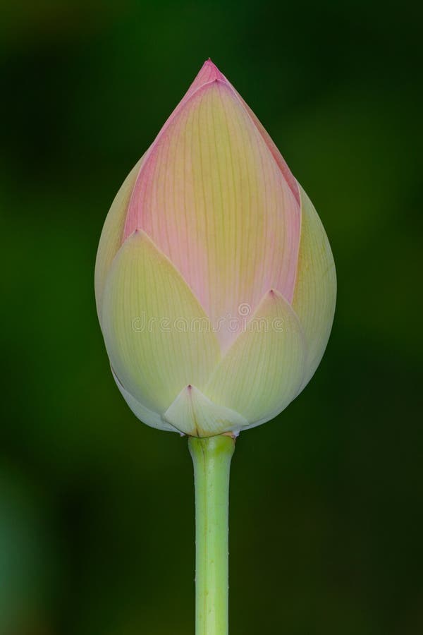 Single Pink Water Lily or Lotus Flower Bulb Selective Focus Stock Image