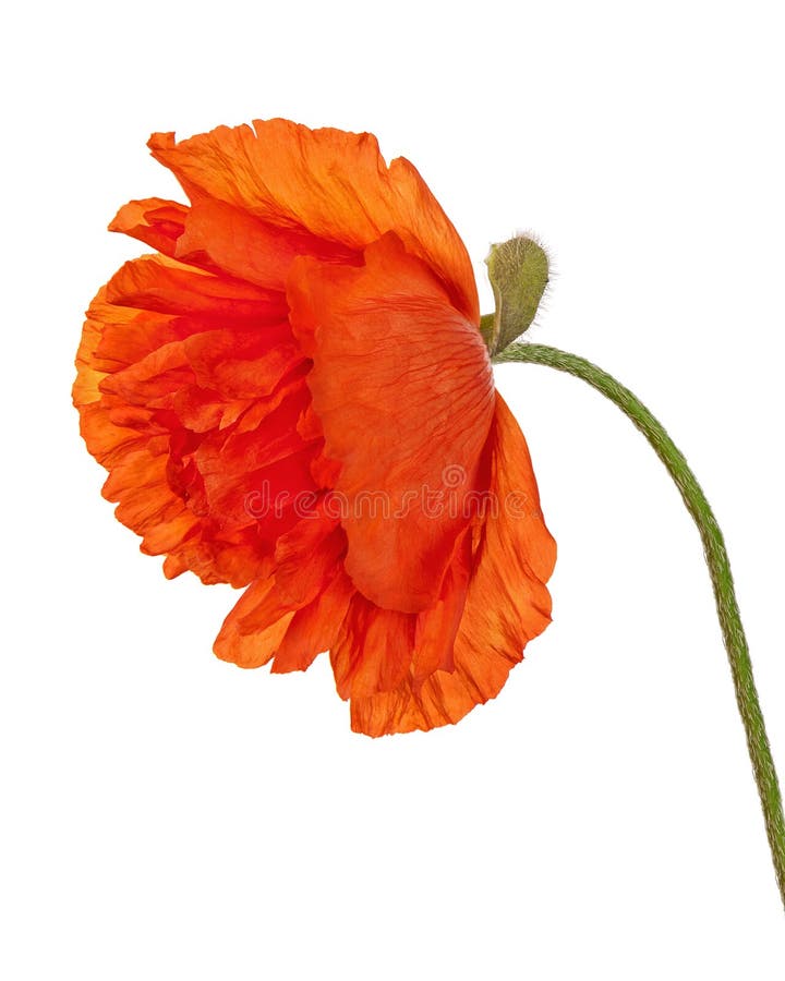 Set of Single Poppy Flowers Isolated on White Background. Stock Photo ...