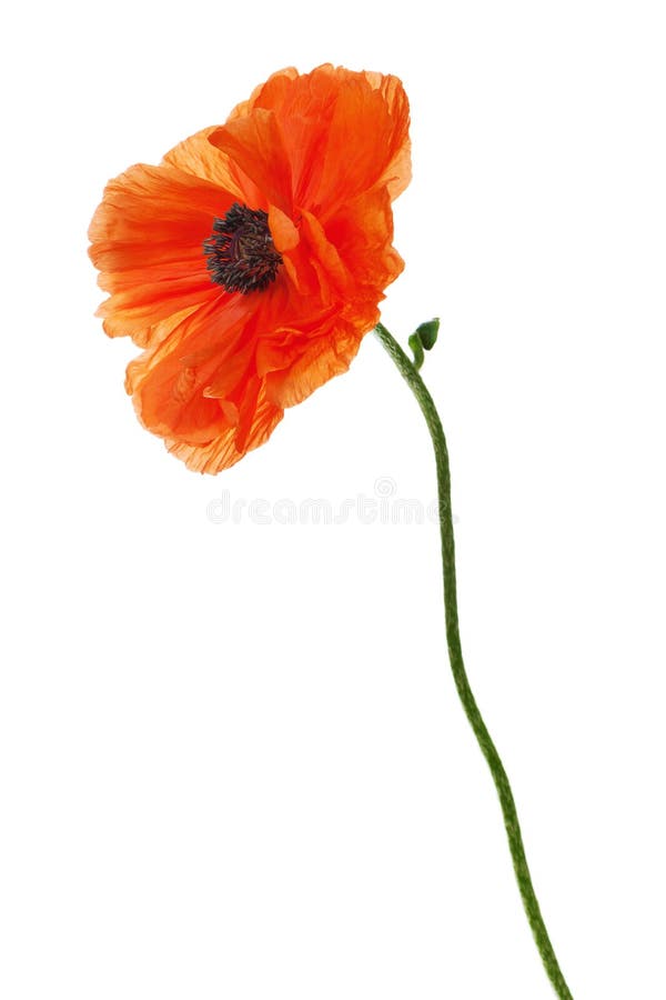 Single Poppy Isolated on White Background. Stock Image - Image of ...