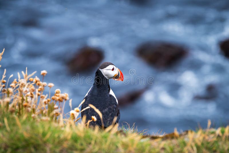 Single Puffin on a Cliff Looking Down at the Sea Stock Image Biology Diagrams