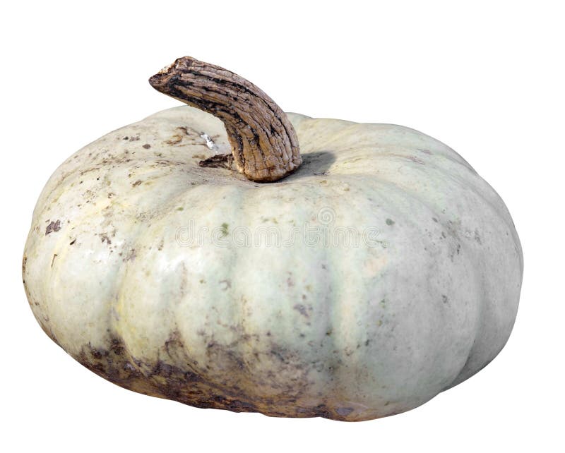 Single Pumpkin