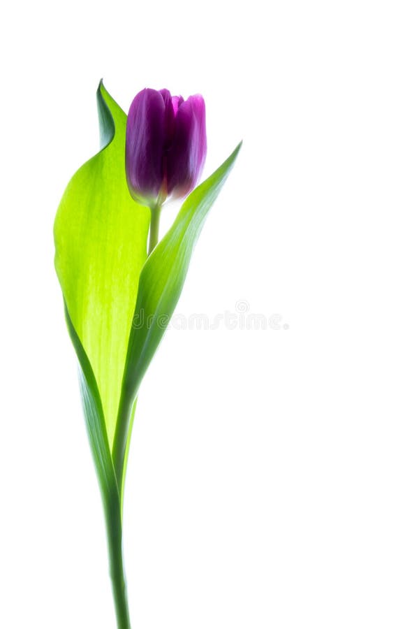 Single purple violet tulip isolated on white with backlight.