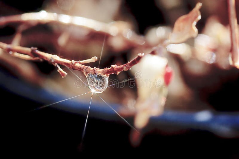 Single raindrop with Star on Branch