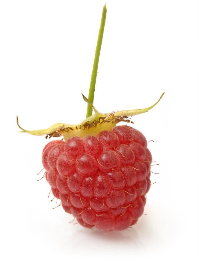 Single Raspberry stock photo. Image of delicious, berry - 18813826