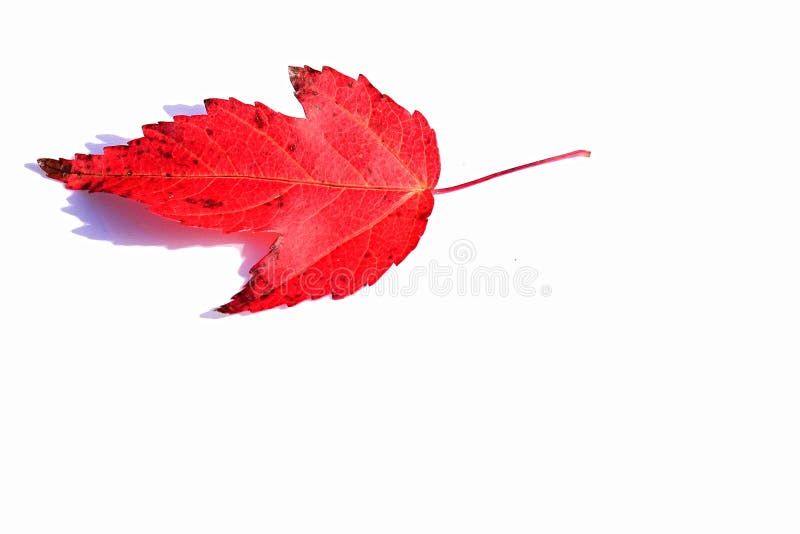 Single red autumn leaf of decorative maple tree Acer genus on white background stock image