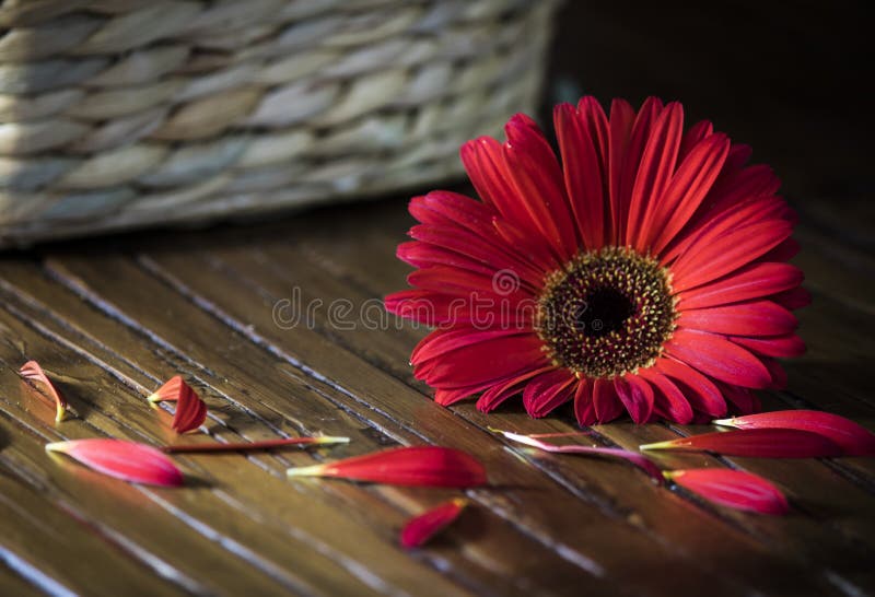 Single Red Flower