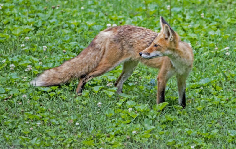 A Young Red Fox Sits In Green Grass Staring At The Camera Stock Photo