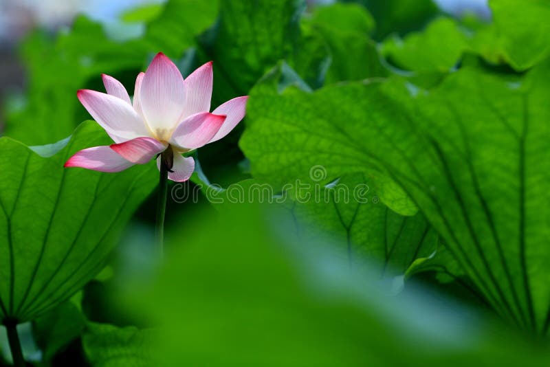 Single red lotus flower with green leaves