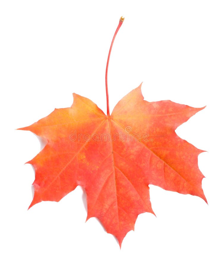 Single red maple leaf