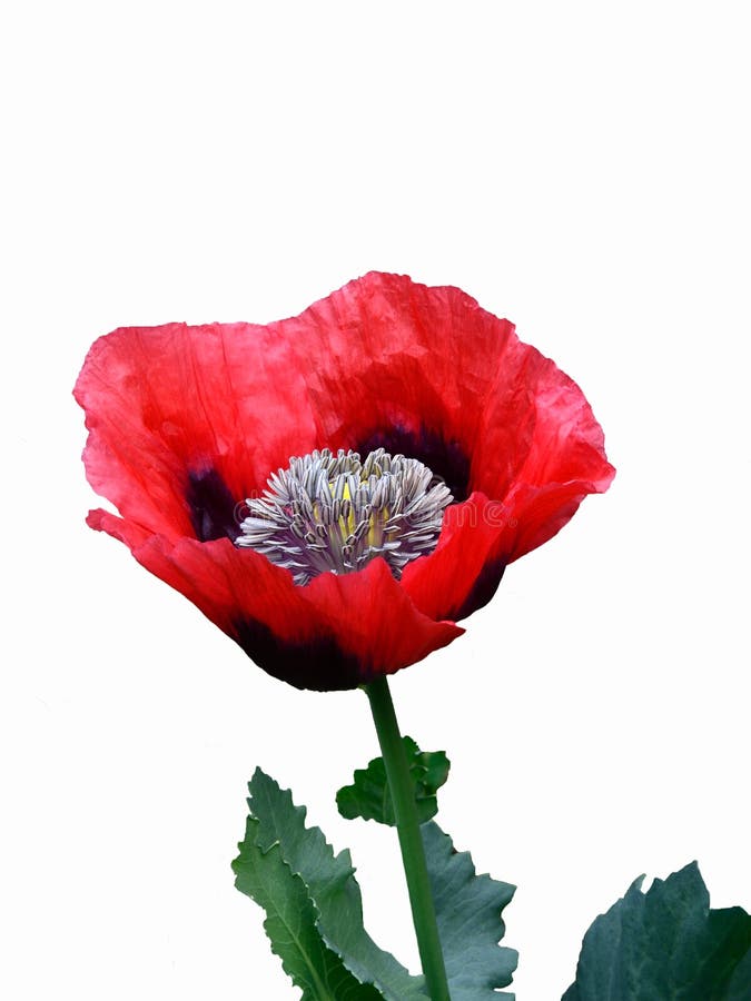 Poppy Remembrance Boquet, Alrewas. Stock Photo Image of remembrance