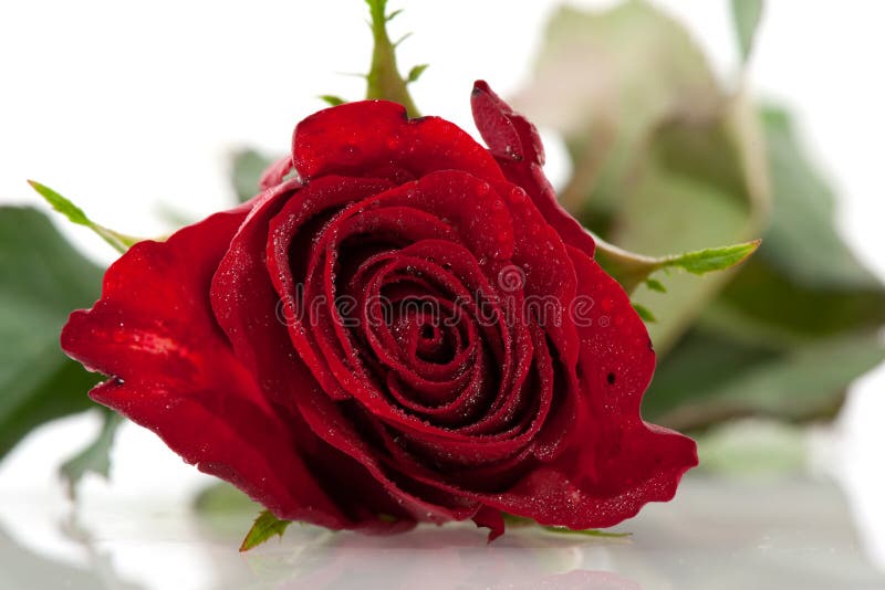 Single red rose