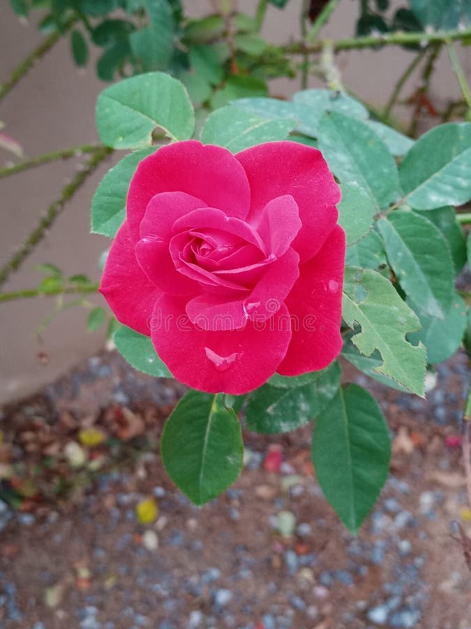 Single red rose stock photo. Image of plant, single 277664610