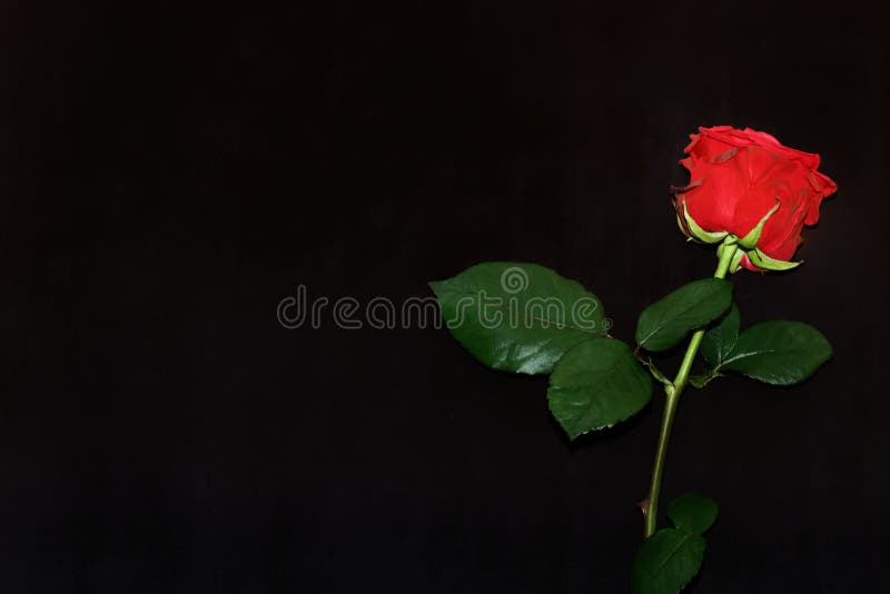Single Red Rose on Black Background Stock Image Image of fragility