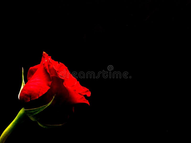 62,951 Red Rose Black Background Stock Photos Free & RoyaltyFree
