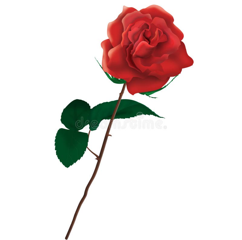 Red rose illustration stock image. Illustration of bloom - 78534203