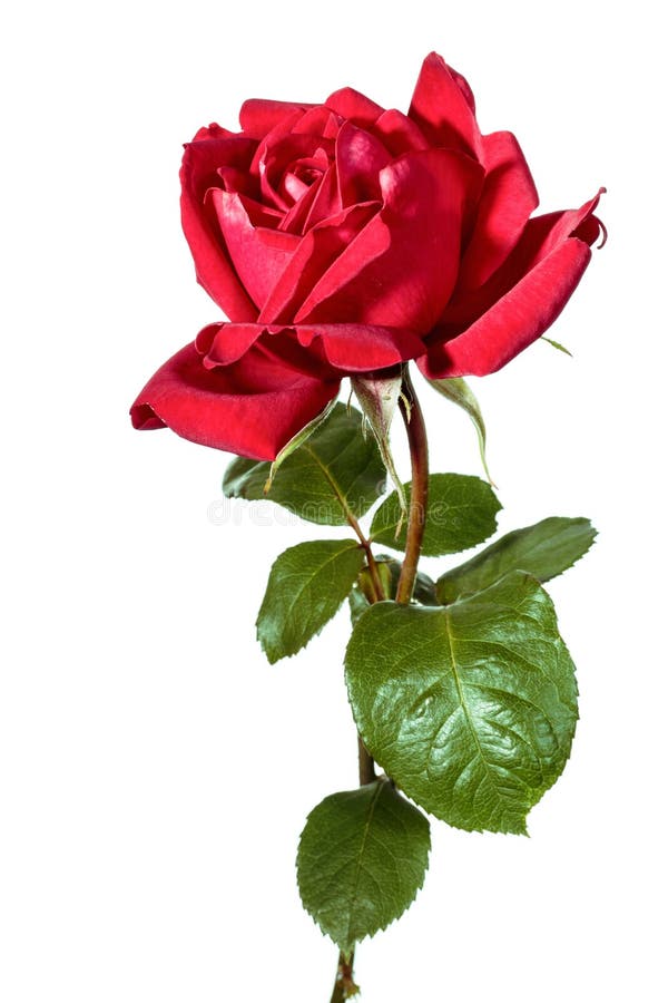Single Red Rose Isolated on White Background Stock Image - Image of ...