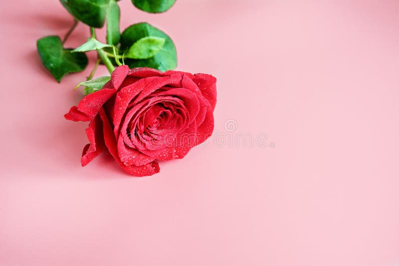 Single Red Rose on a Pink Background Stock Image Image of nature, delicate 188711531