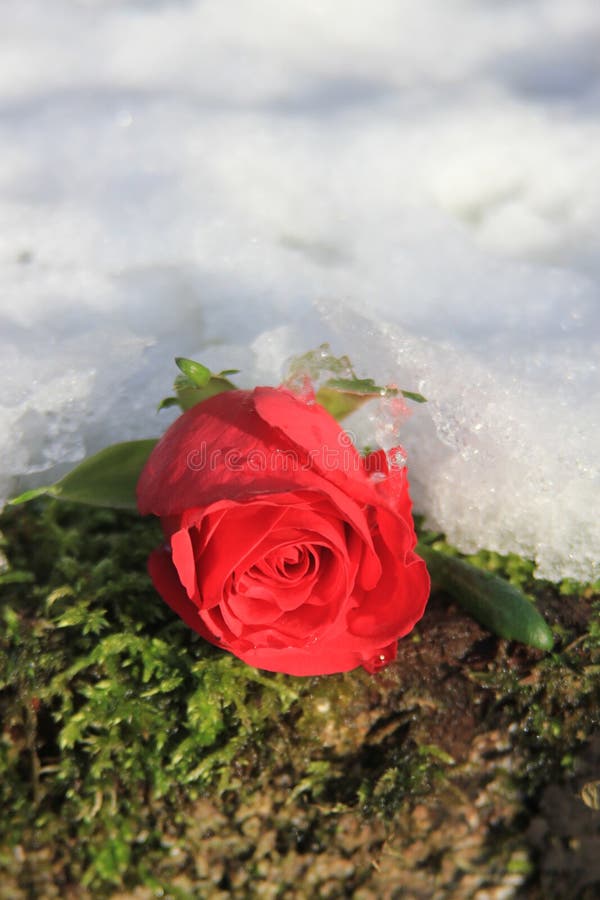 Single Red Rose in the Snow Stock Photo - Image of respect, flower ...