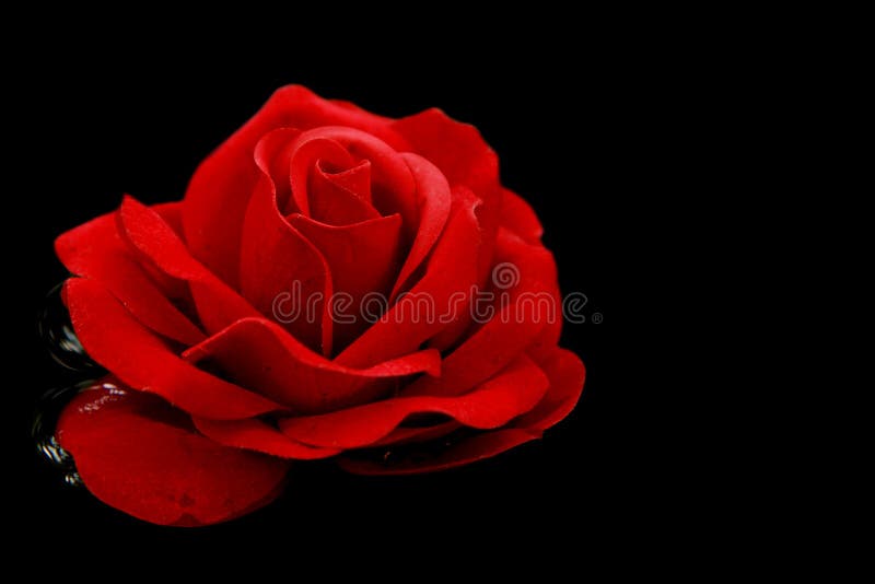 8,566 Single Red Rose Black Background Stock Photos Free & Royalty