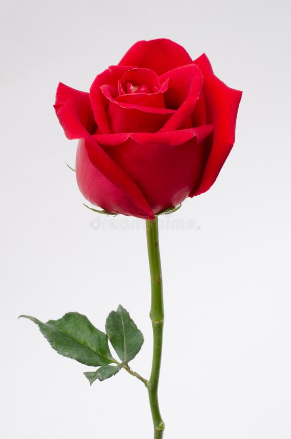 Single Red Rose on White Background Stock Image Image of roes