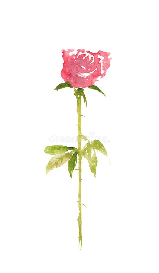 Single Red Rose on White Background, Watercolor Illustrator Stock ...